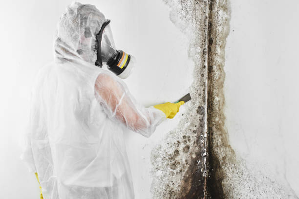 Best Mold Testing and Inspection Services in Ddanelle, AR