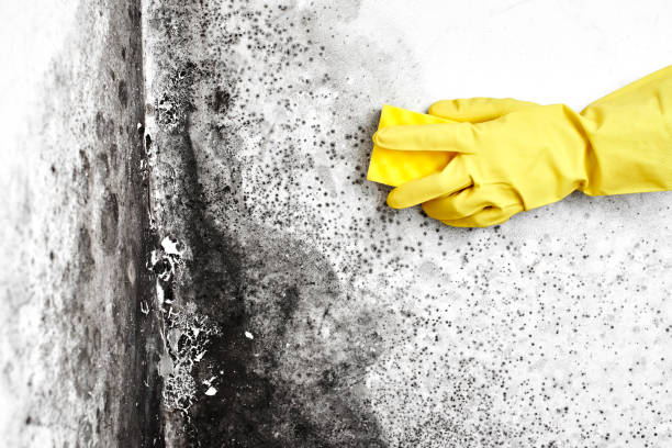 Best Mold Remediation for Specific Building Types in Ddanelle, AR