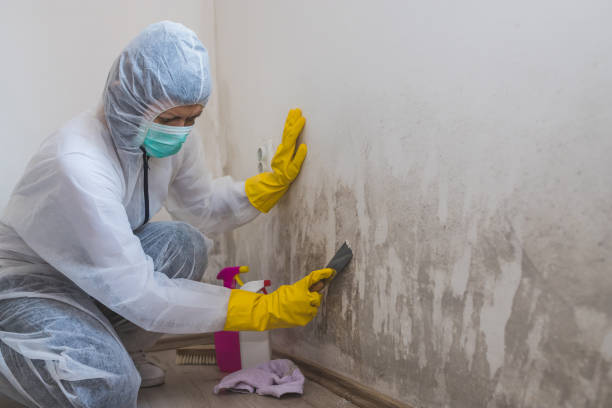 Best Commercial Mold Remediation in Ddanelle, AR