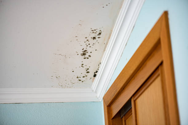 Best Attic Mold Remediation in Ddanelle, AR