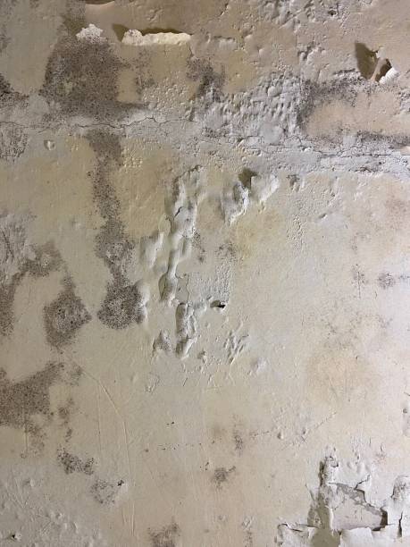 Best Black Mold Remediation in Ddanelle, AR