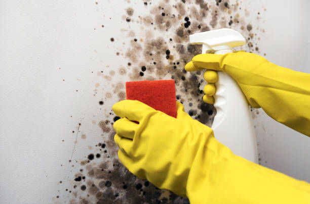 Best DIY Mold Remediation Support Services in Ddanelle, AR