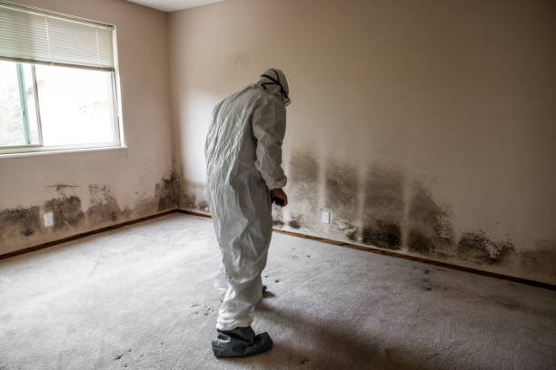 Best White Mold Remediation in Ddanelle, AR