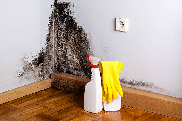 Best Residential Mold Remediation in Ddanelle, AR