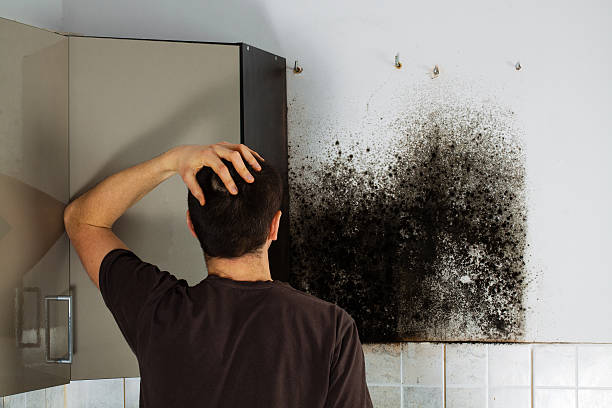 Best Post-Remediation Services in Ddanelle, AR