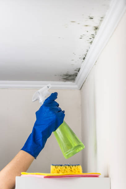 Best Insurance-Related Mold Remediation in Ddanelle, AR